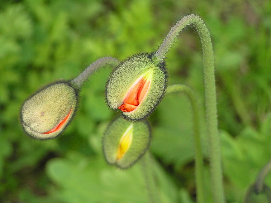 Close-up of Fuzzy Green Poppy Buds with Orange Petals