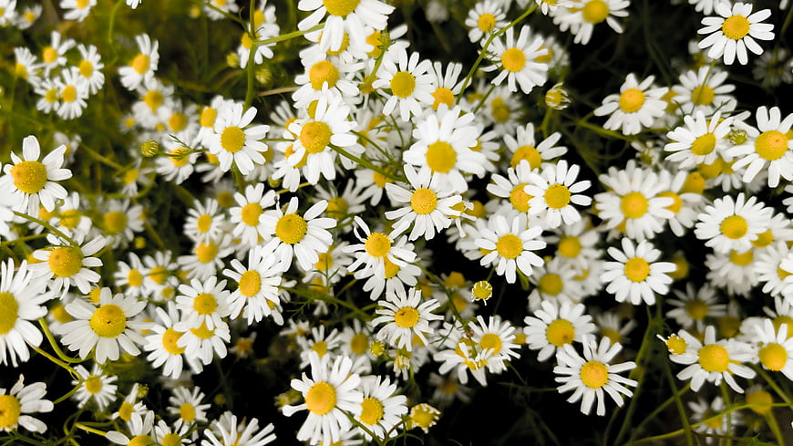 Close-up of white and yellow chamomile flowers in a field