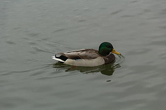 Male Mallard Duck Swimming in Calm Water