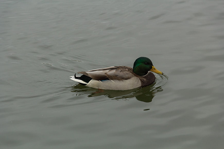 Male Mallard Duck Swimming in Calm Water
