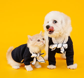 Cute white kitten and bichon frise dog wearing matching black outfits