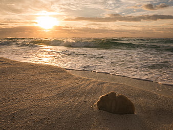 Sand dollar on beach at sunset with ocean waves