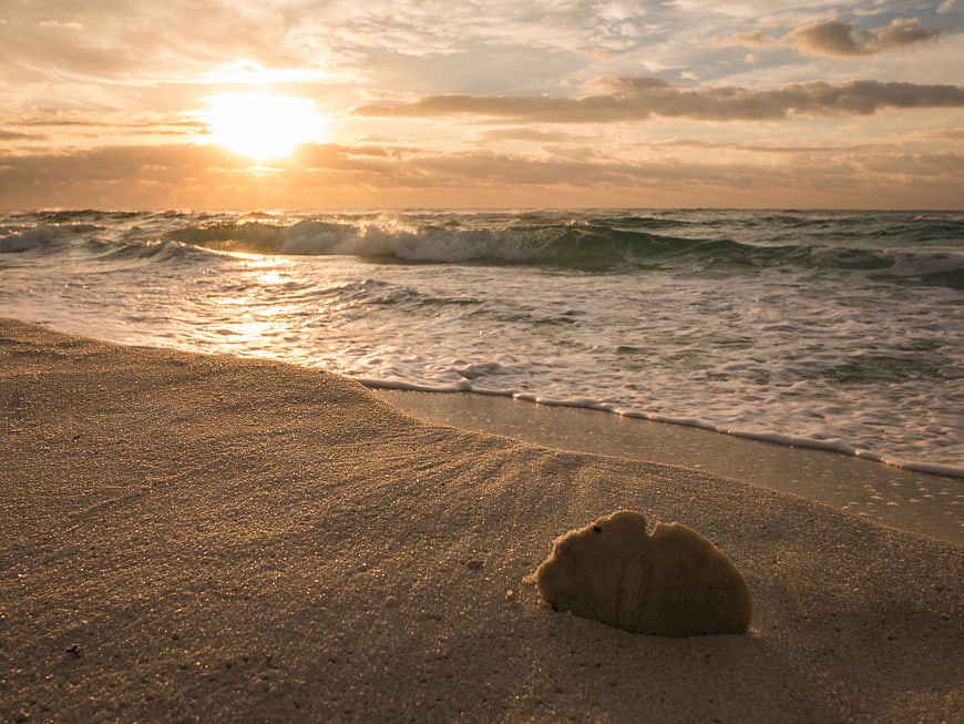 Sand dollar on beach at sunset with ocean waves