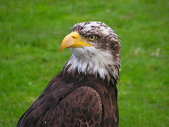 Close-up portrait of a bald eagle head on green grass