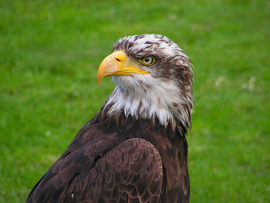 Close-up portrait of a bald eagle head on green grass