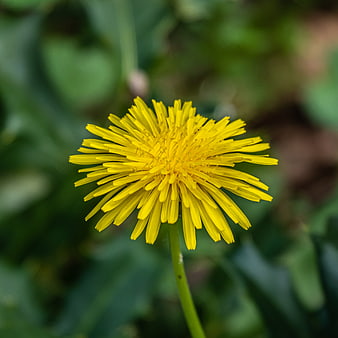 Close-up of a bright yellow dandelion flower in bloom