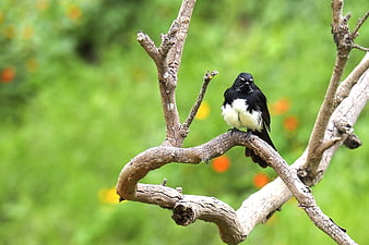Black and White Wagtail Perched on Branch