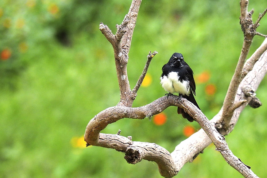 Black and White Wagtail Perched on Branch