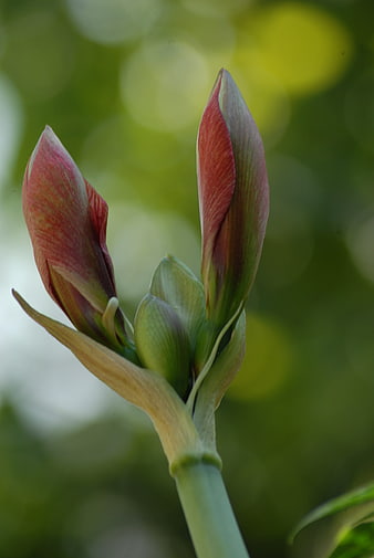 Close-up of Red Amaryllis Flower Buds on Green Stem