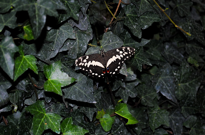 Black and white butterfly resting on dark ivy leaves