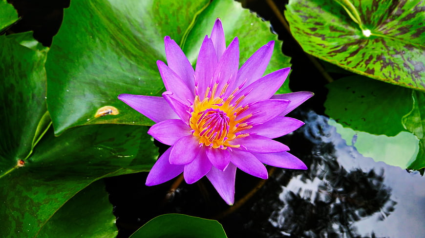 Vibrant Purple Water Lily Blooming on Green Lily Pads