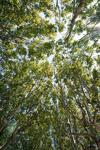 Low angle view of tall green trees against blue sky