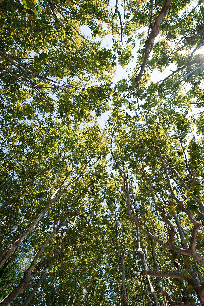 Low angle view of tall green trees against blue sky