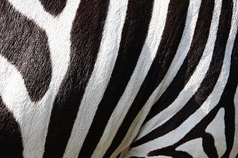 Close-up of zebra fur texture with black and white stripes