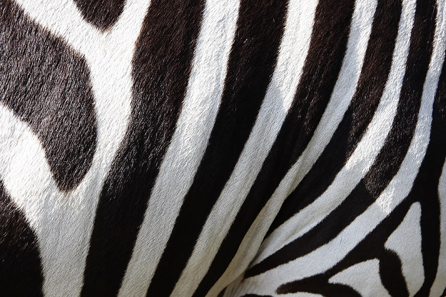 Close-up of zebra fur texture with black and white stripes