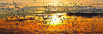 Flock of Birds Flying Over Ocean at Golden Sunset