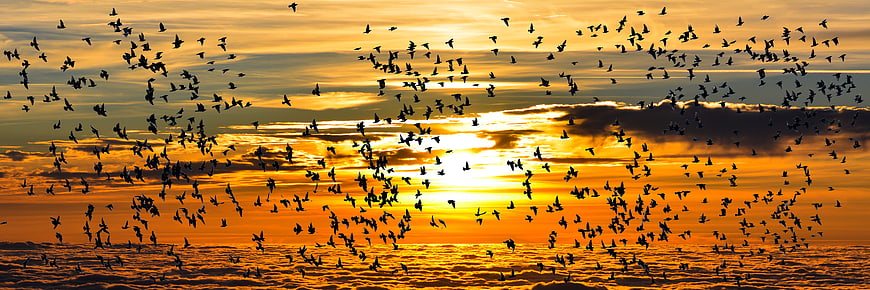 Flock of Birds Flying Over Ocean at Golden Sunset