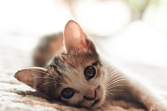 Cute Calico Kitten Lying on Soft Blanket