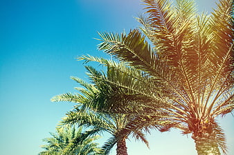 Sunlit Palm Trees Against Clear Blue Sky