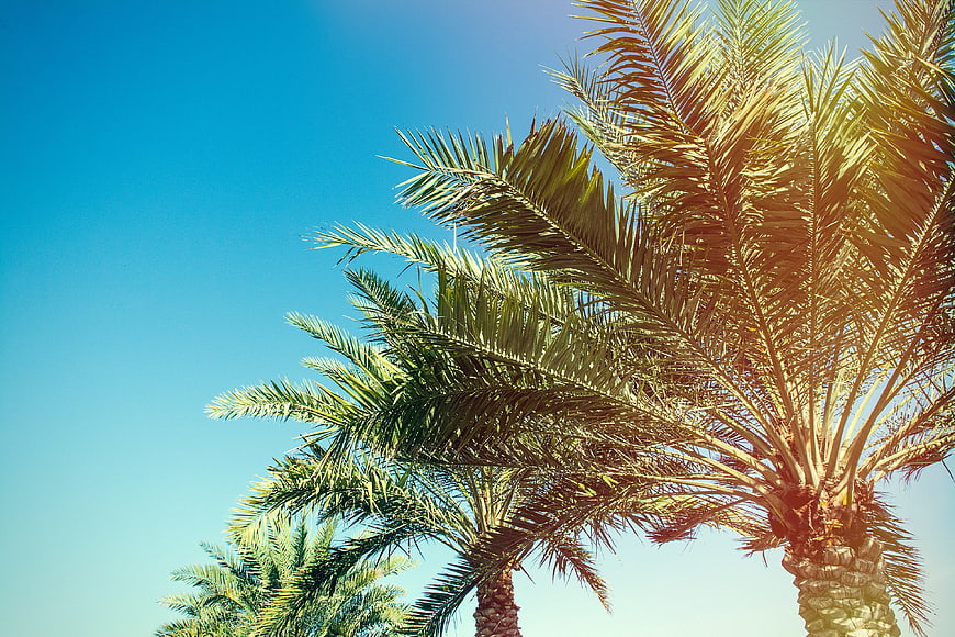 Sunlit Palm Trees Against Clear Blue Sky