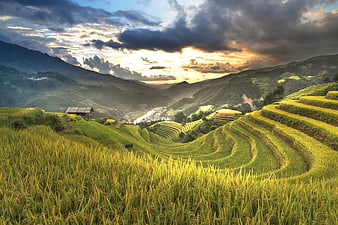 Golden Rice Terraces in Ha Giang Valley at Sunset