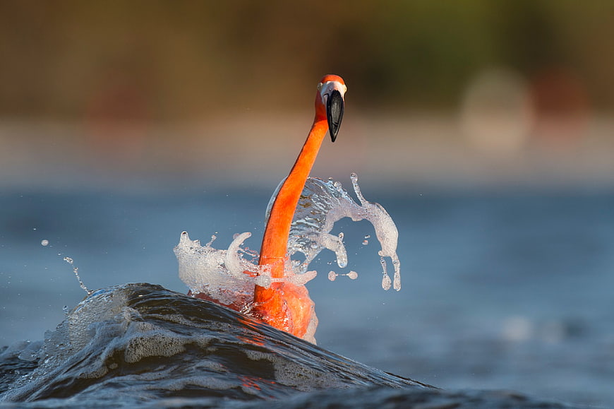 Flamingo Neck Emerging from Water Splash