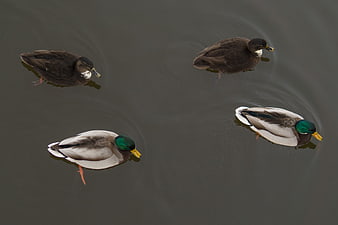 Four Mallard Ducks Swimming in a Pond