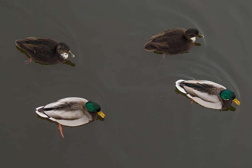 Four Mallard Ducks Swimming in a Pond