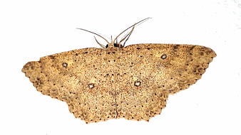 Top view of a brown moth on white background