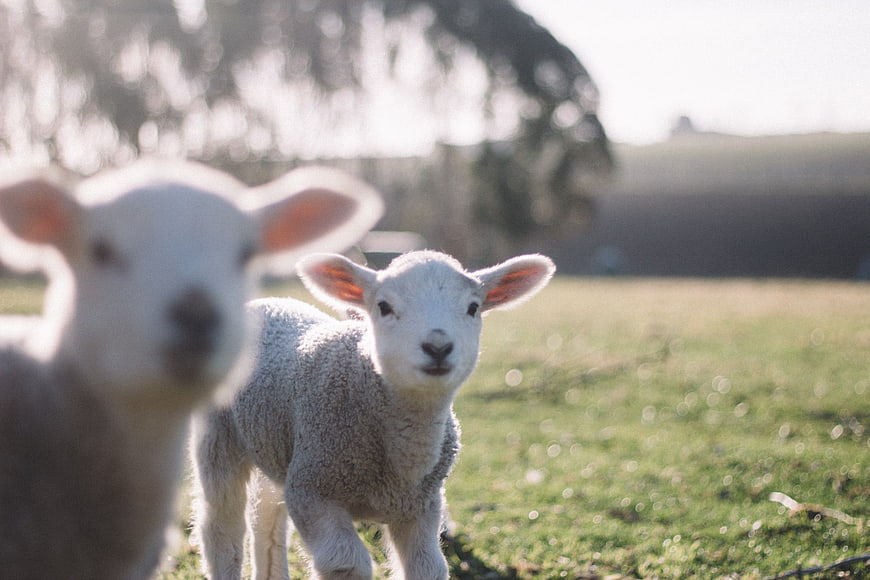 Cute white lamb standing in sunny green pasture