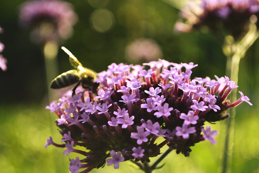 Bumblebee Pollinating Purple Verbena Flower in Sunlight