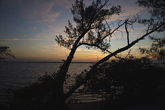 Silhouette of leaning tree against sunset sky over calm ocean bay