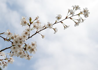 White Cherry Blossoms on Branch Against Blue Sky