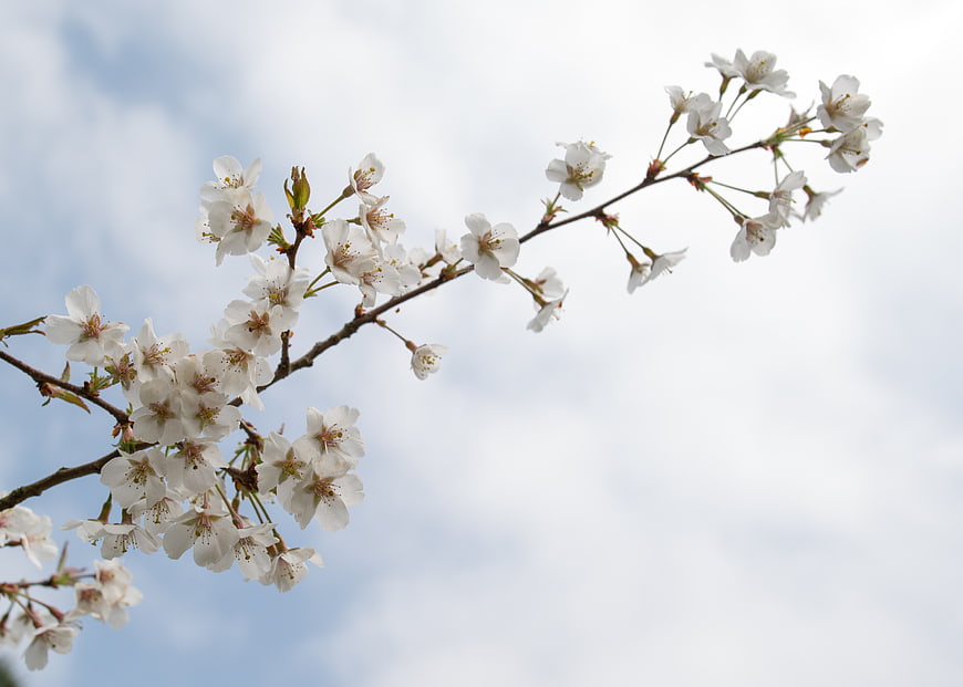 White Cherry Blossoms on Branch Against Blue Sky