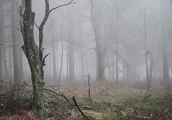 Misty Autumn Forest Landscape With Bare Trees And Foggy Atmosphere