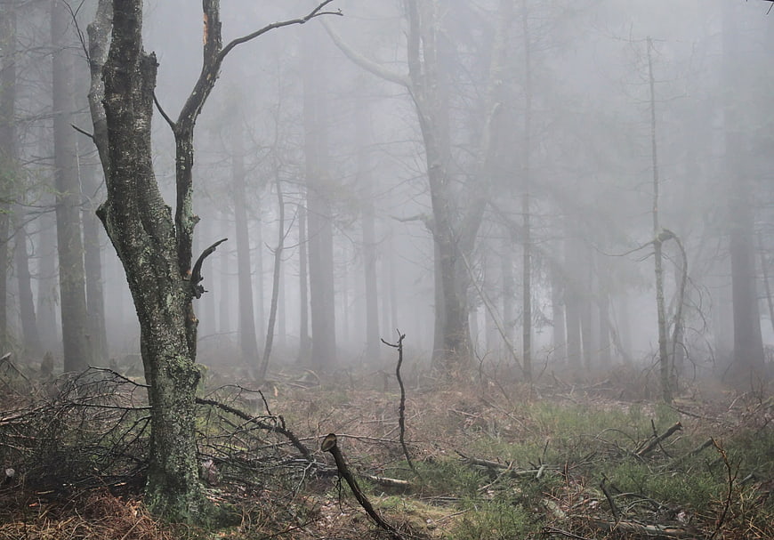 Misty Autumn Forest Landscape With Bare Trees And Foggy Atmosphere