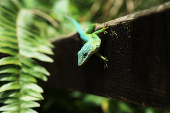 Vibrant Green Anole Lizard on Wood with Fern Background