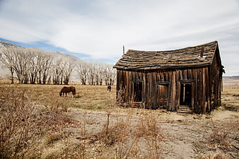 Dilapidated wooden barn in a dry pasture with grazing horses
