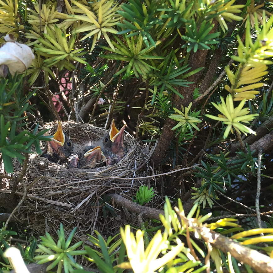 Baby robins in a nest with open beaks