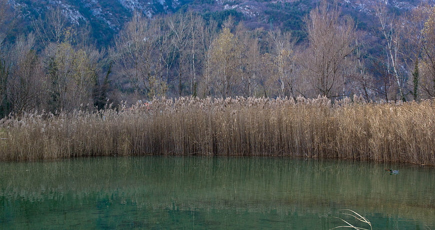 Serene Lake with Reeds and Bare Trees in Autumn Landscape
