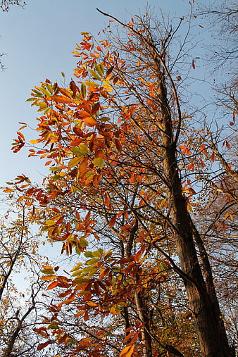 Low angle view of chestnut tree with autumn leaves against blue sky