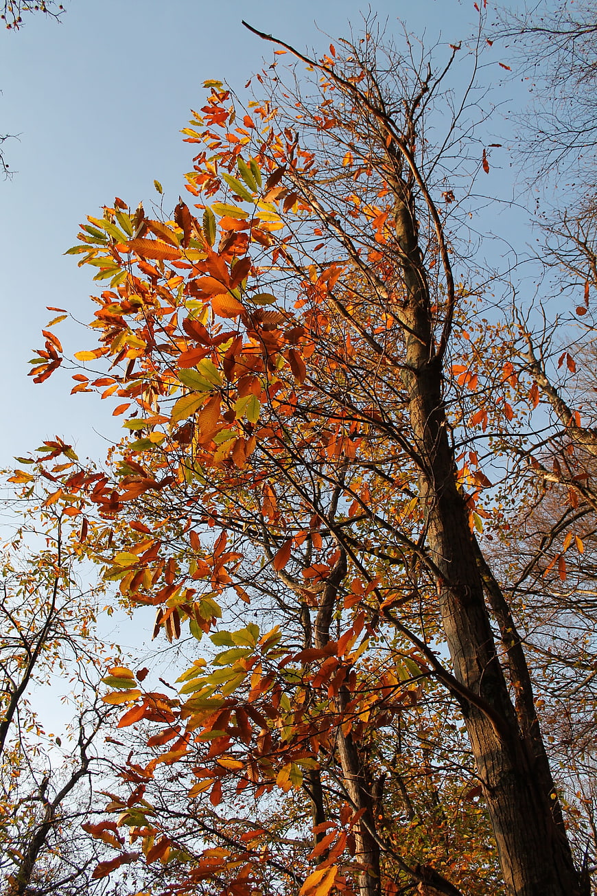 Low angle view of chestnut tree with autumn leaves against blue sky