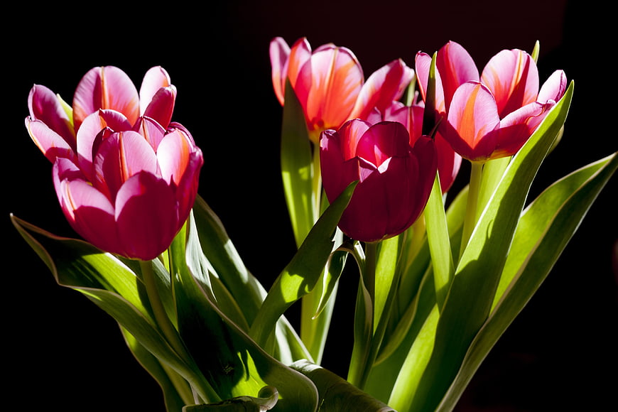 Vibrant Pink Tulips Backlit Against Black Background