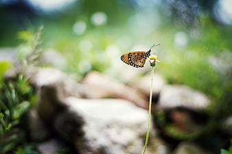 Orange butterfly on white flower in nature