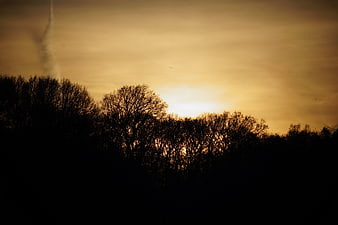Silhouette of bare trees against a golden sunset sky