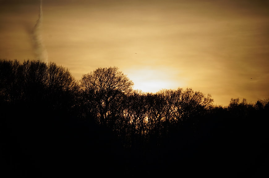 Silhouette of bare trees against a golden sunset sky