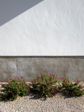 Minimalist white wall with pink flowers and gravel