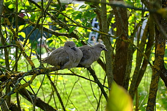 Two Mourning Doves Perched on Mossy Branch in Sunlight