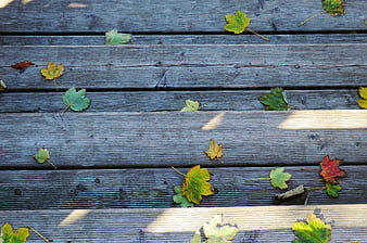 Autumn maple leaves scattered on weathered wooden deck planks
