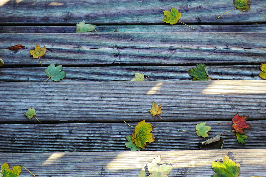 Autumn maple leaves scattered on weathered wooden deck planks